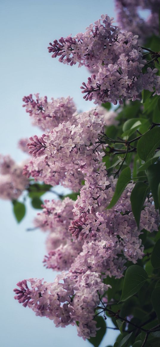 lilac, tree, bush, flowers, sky, nature, plants