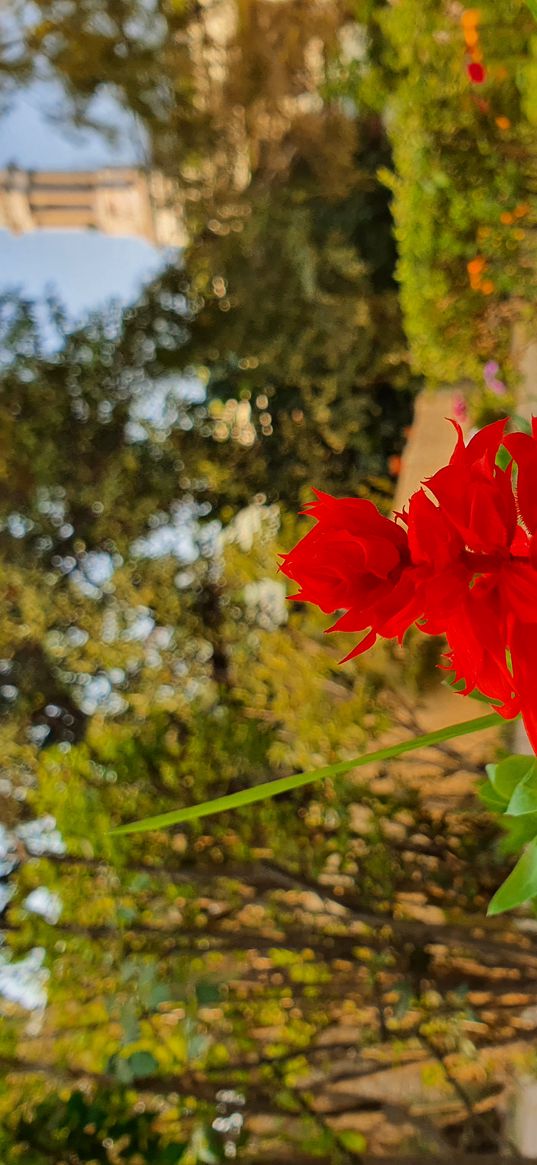 salvia, red flower, flowers, nature, plant