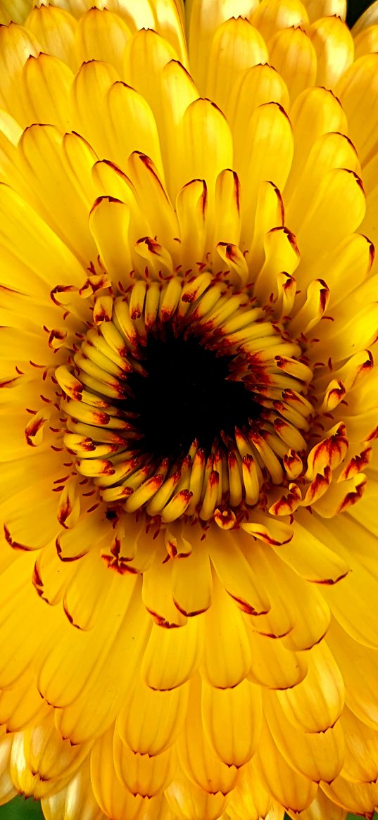 gerbera, flowers, yellow flower, yellow, plant