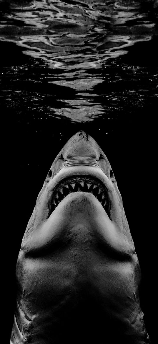 shark, teeth, water, black