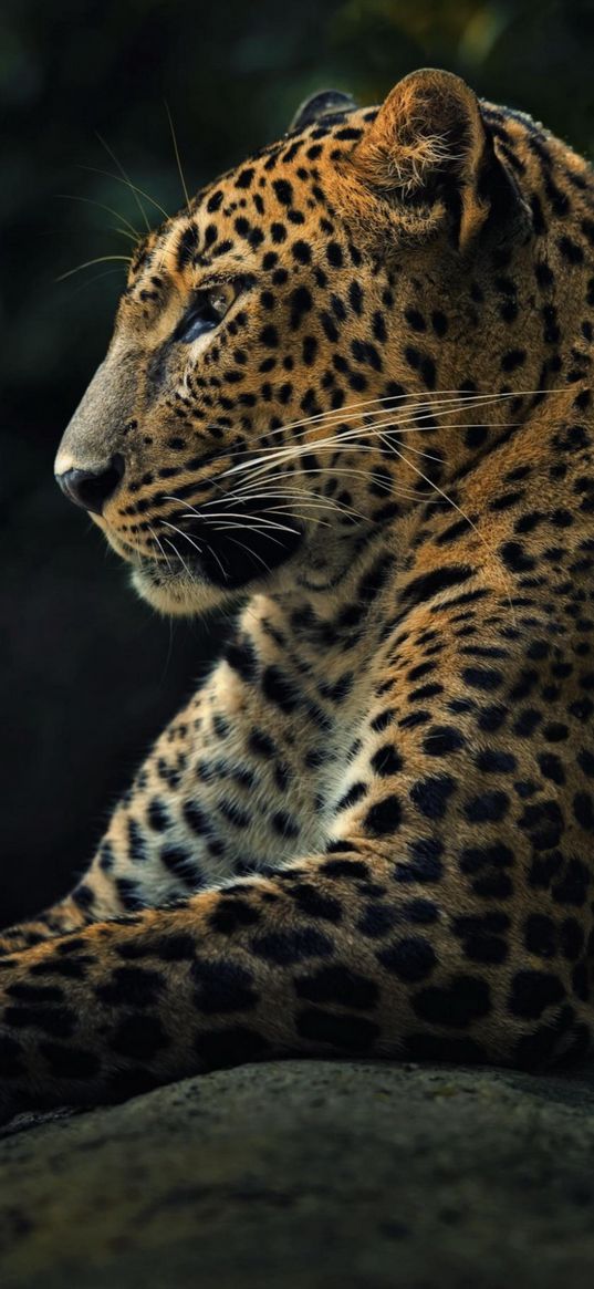 leopard, grace, glance, animal