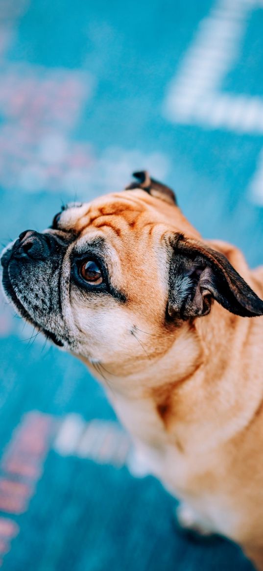 pug, dog, glance