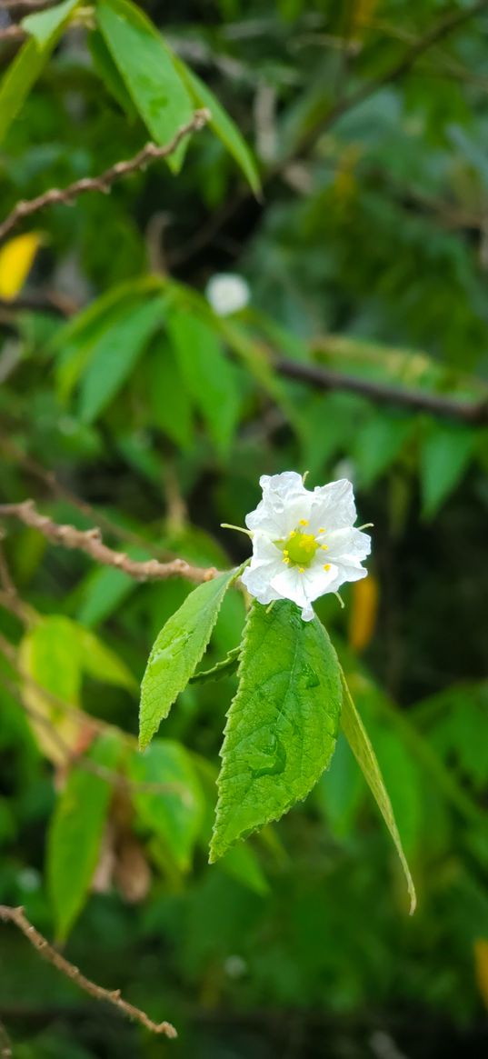 nightshade, flowers, white flower, wild flowers, plant, green, nature