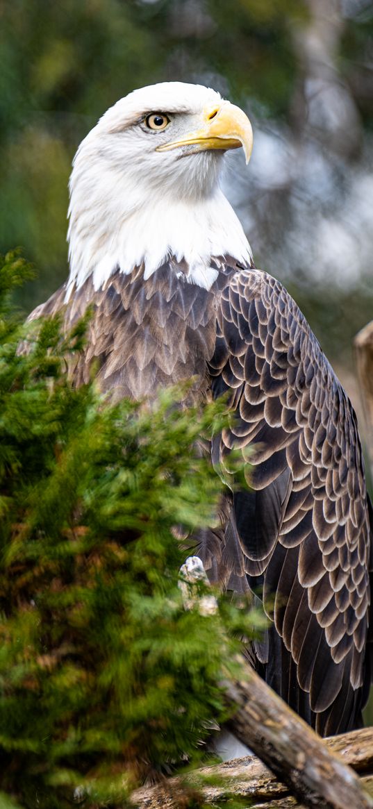 eagle, bird, beak, predator, branch