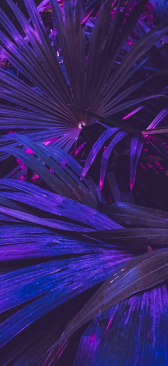 plant, leaves, flowers, neon, light, purple