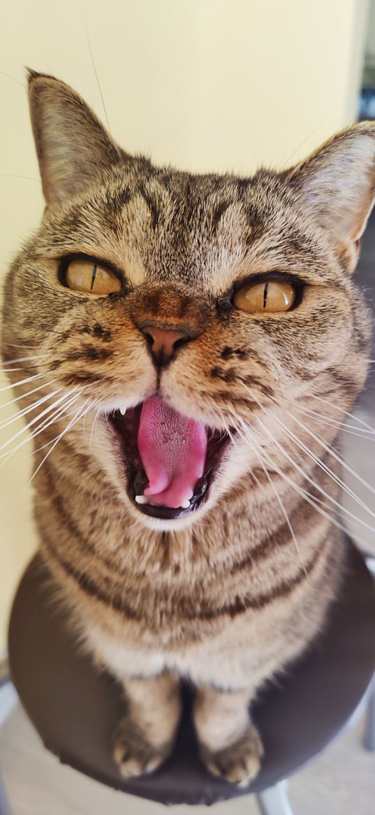 cat, muzzle, glance, yawn, pets, animals