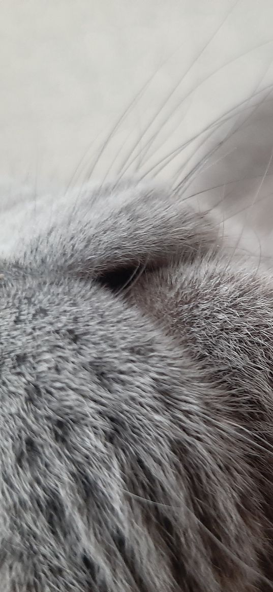 cat, british, nose, wool, fluffy, gray