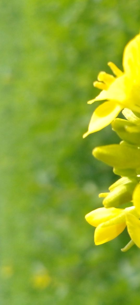 mustard, flowers, yellow flower, yellow, plant, nature, green