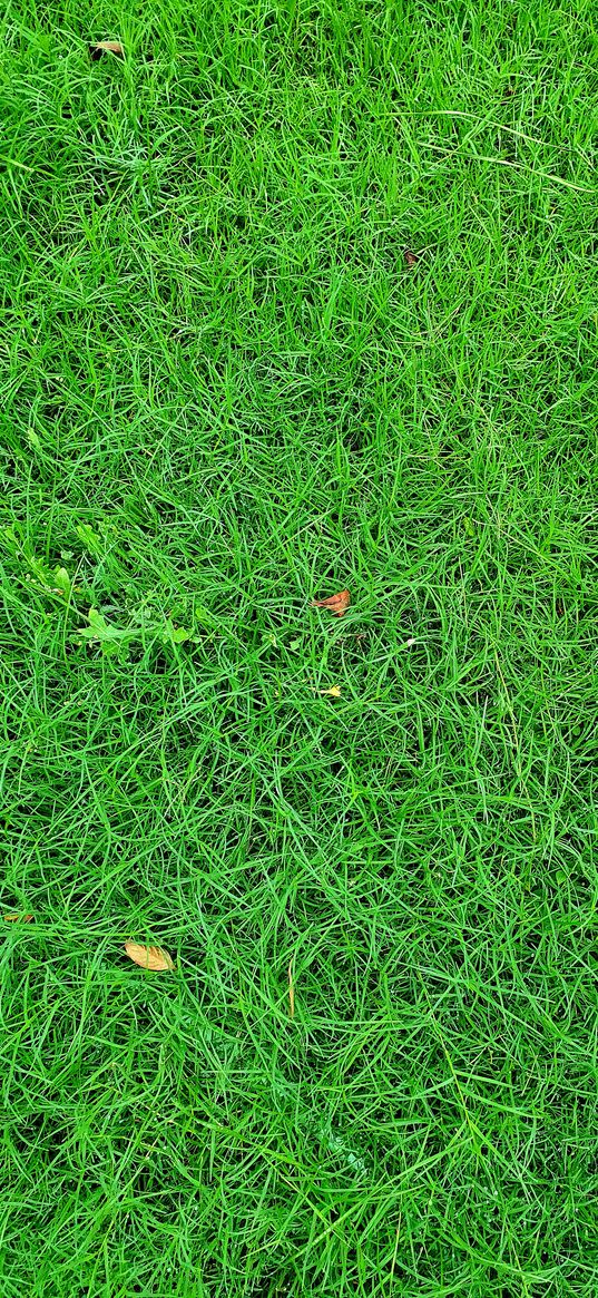 grass, nature, green, ground, fresh