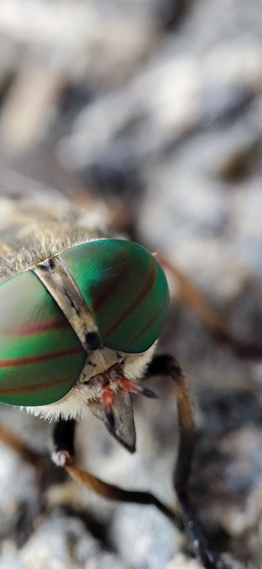 green eyes, fly, macro, insects, nature