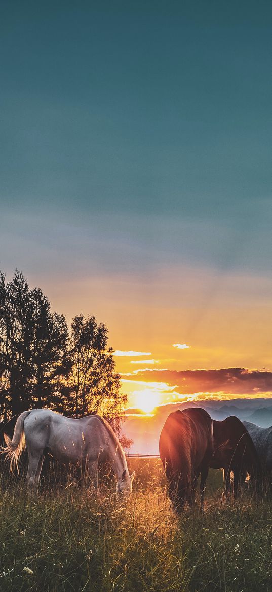 horse, sunset, clouds, grass, sun rays, blue sky