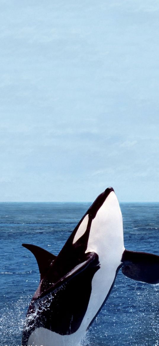 killer whale, whale, big fish, sea