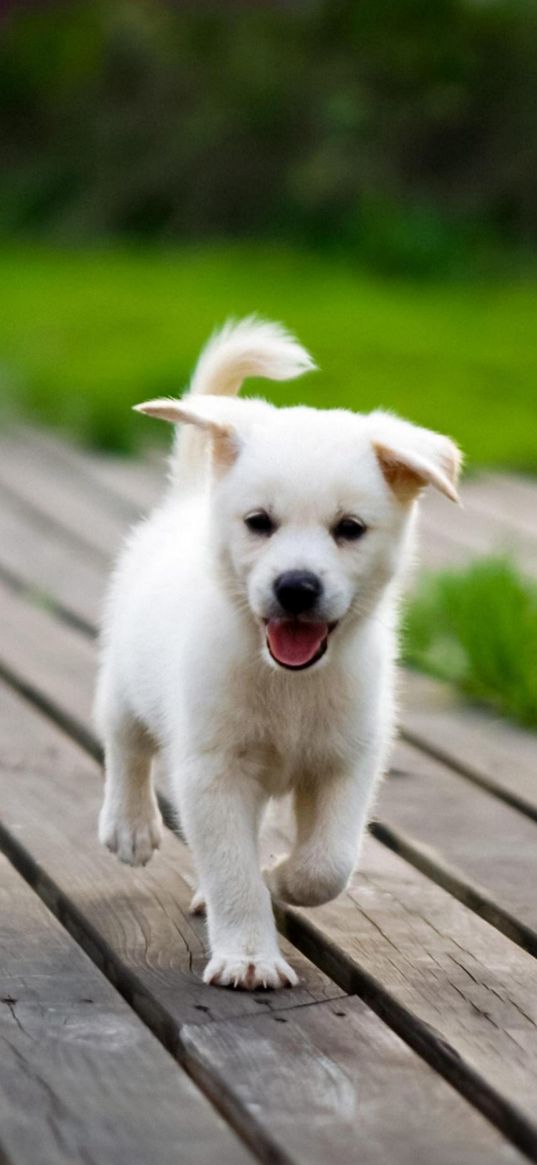 puppy, dog, boards, grass