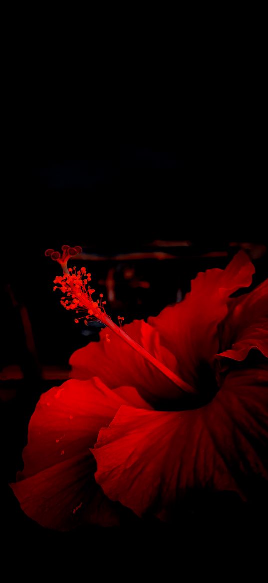 hibiscus, flowers, plants, wallpaper, dark