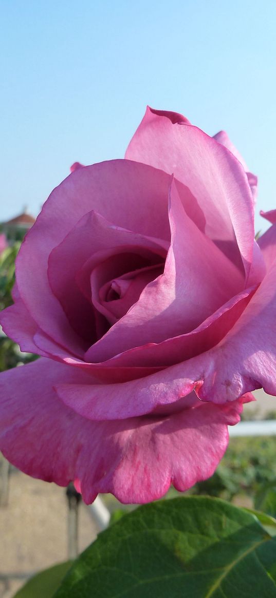 rose, flower, alley, green, sunny