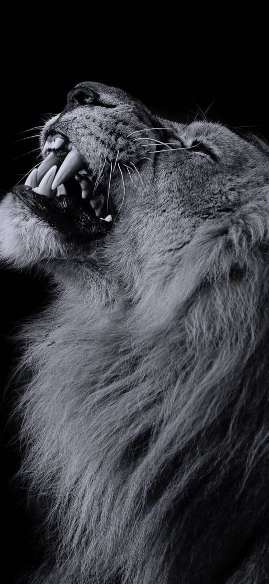 lion, animal, fangs, black