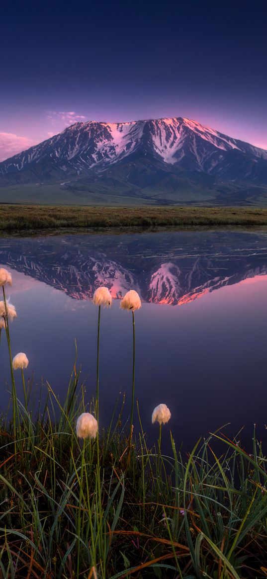 reflection, lake, mountain, blue sky, flower, wild flowers, nature