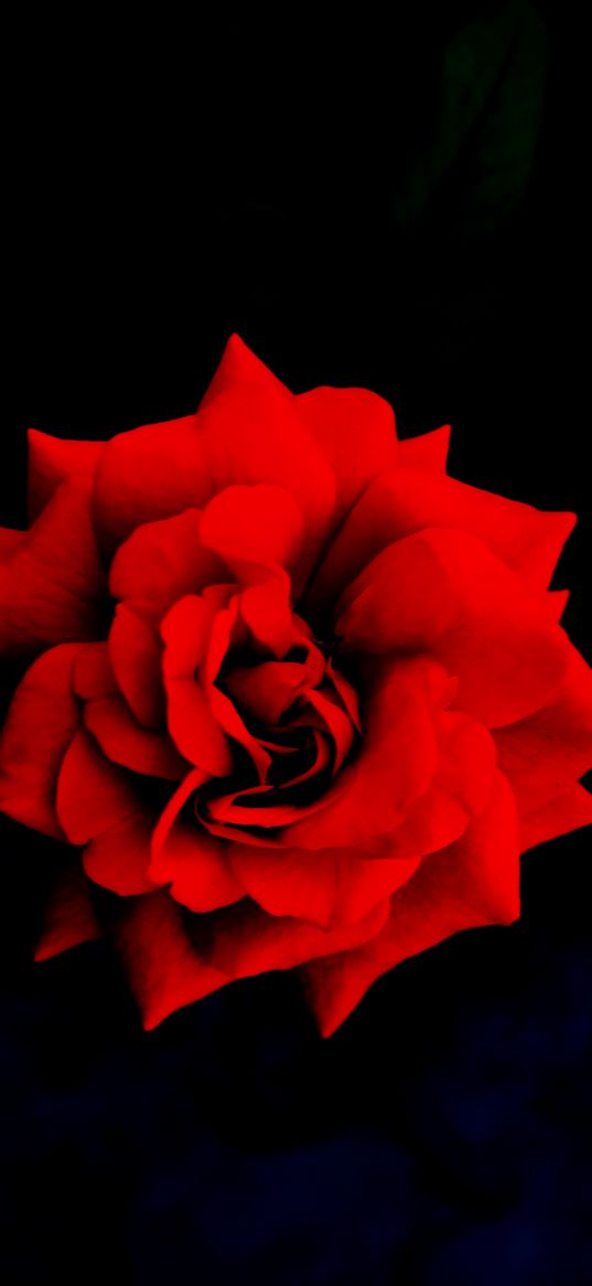 roses, red roses, red flower, black background