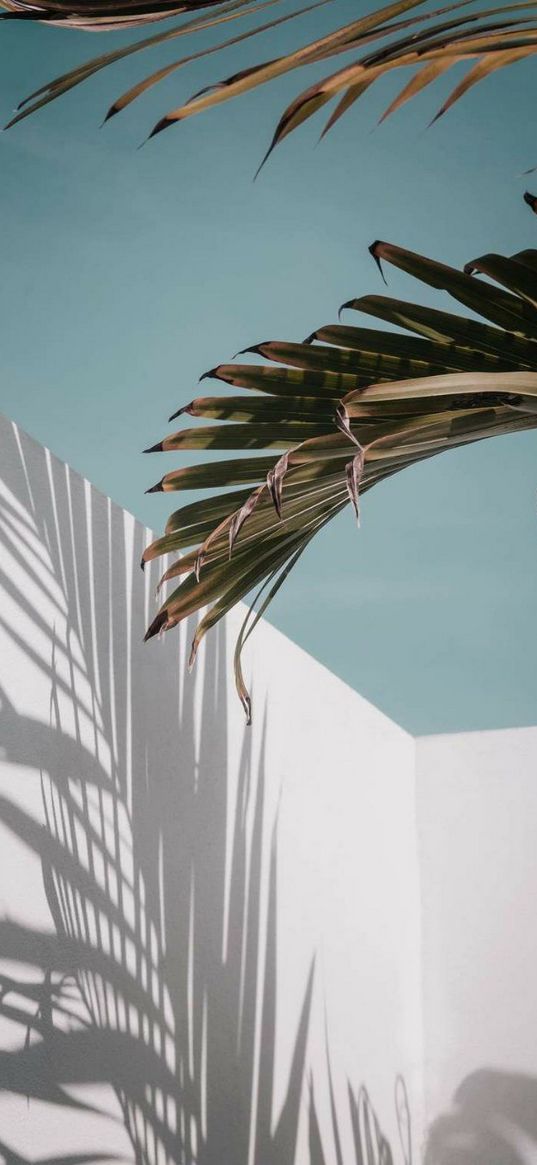 leaves, shadow, concrete, sky, aesthetics