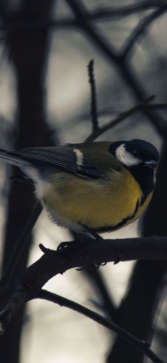 chickadee, bird, branch, winter