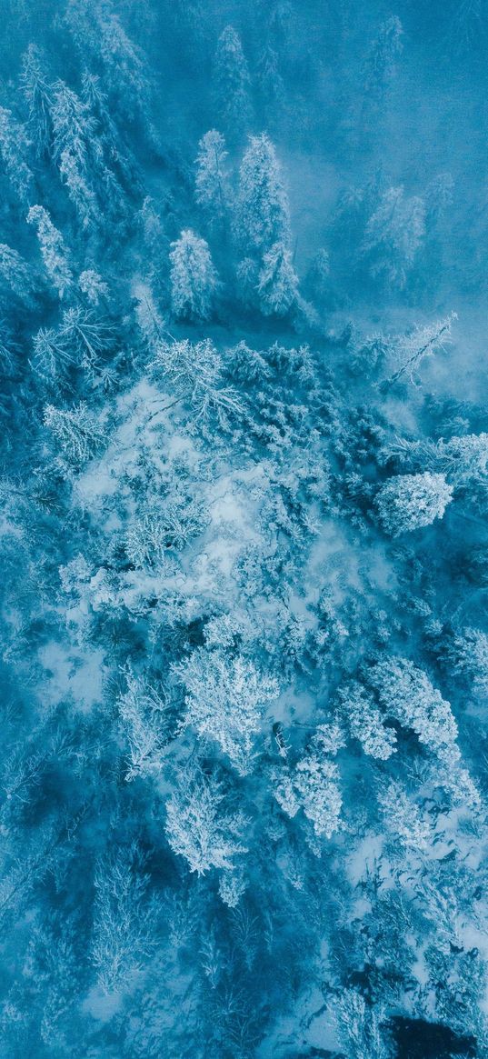 forest, trees, winter, snow, hoarfrost, blue, white, aerial view