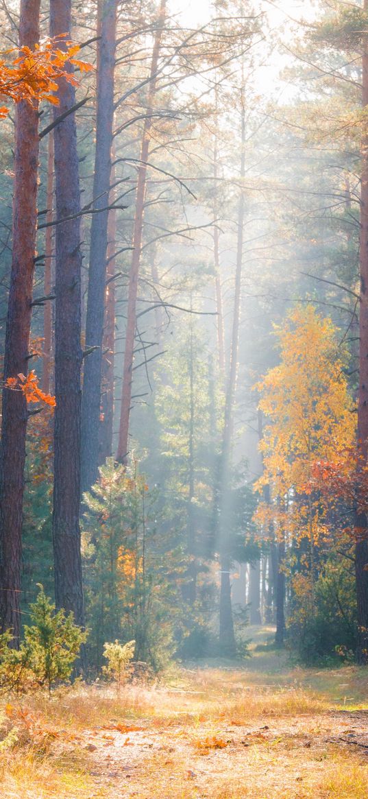 forest, autumn, path, ray, light