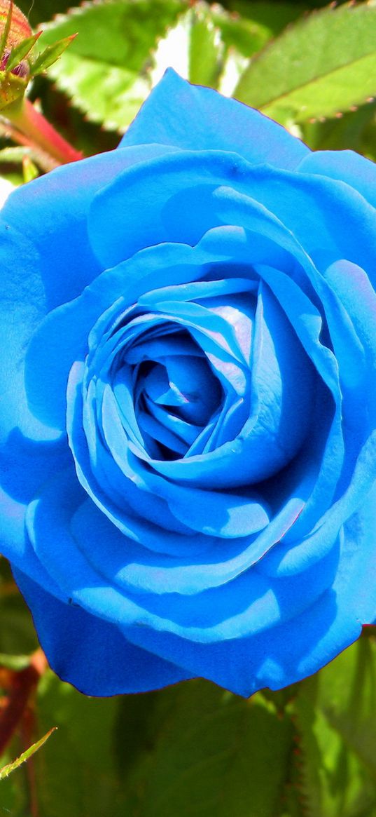 rose, flower, buds, blue, light