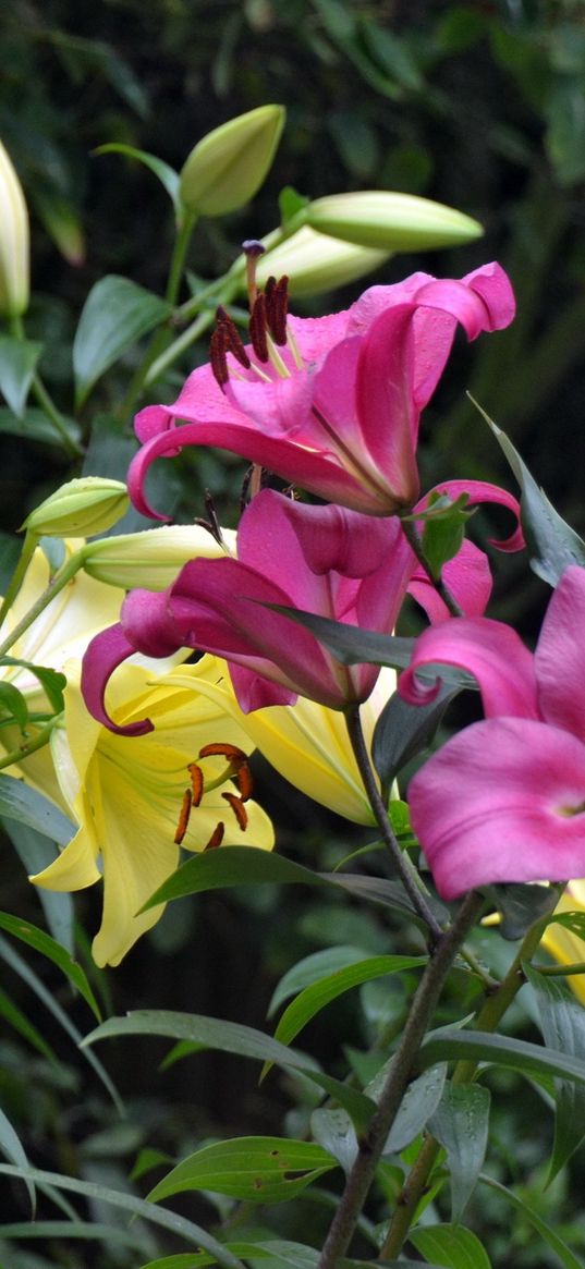 lilies, flowers, stamens, herbs, buds