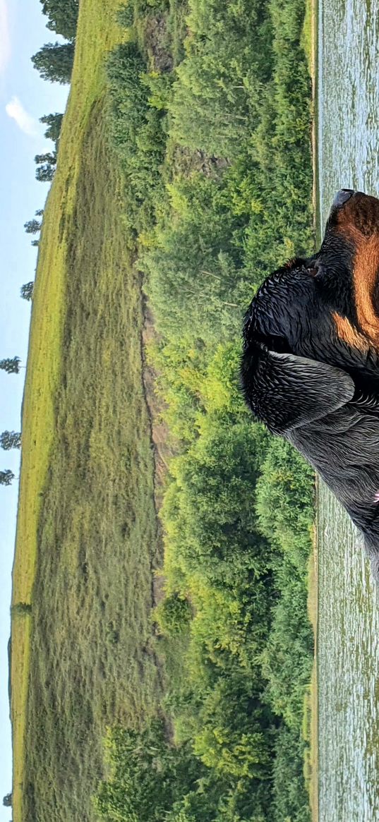 rottweiler, dog, lake, wet, nature