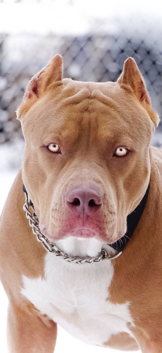 pit bull, dog, chain