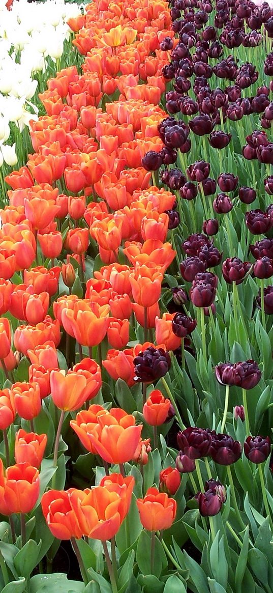 tulips, flowers, rows, different