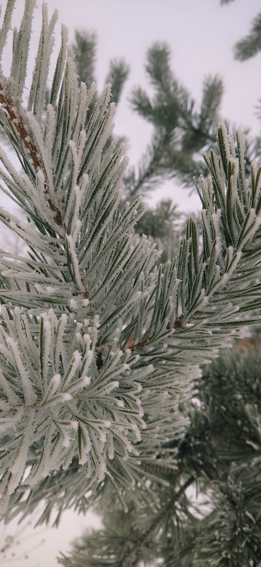 spruce, pine, snow, branch, winter, nature