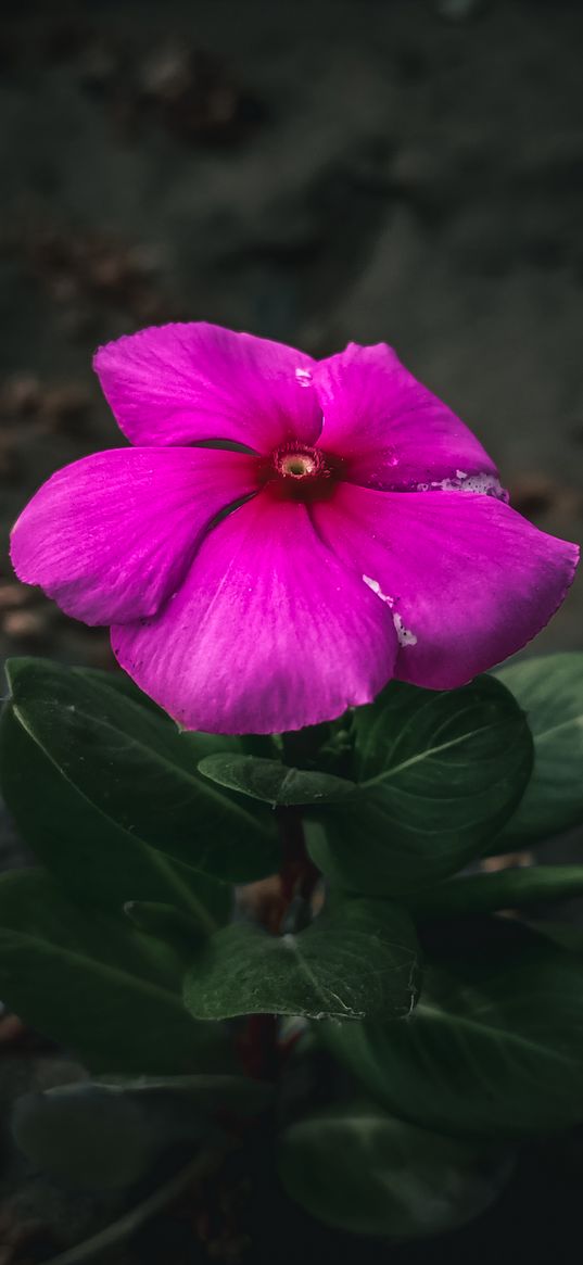 catharanthus, flowers, pink flower, leaves, plant, green, pink, nature