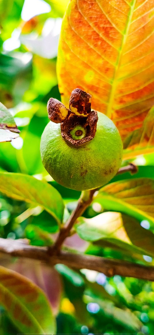 guava, fruit, leaves, plant, nature