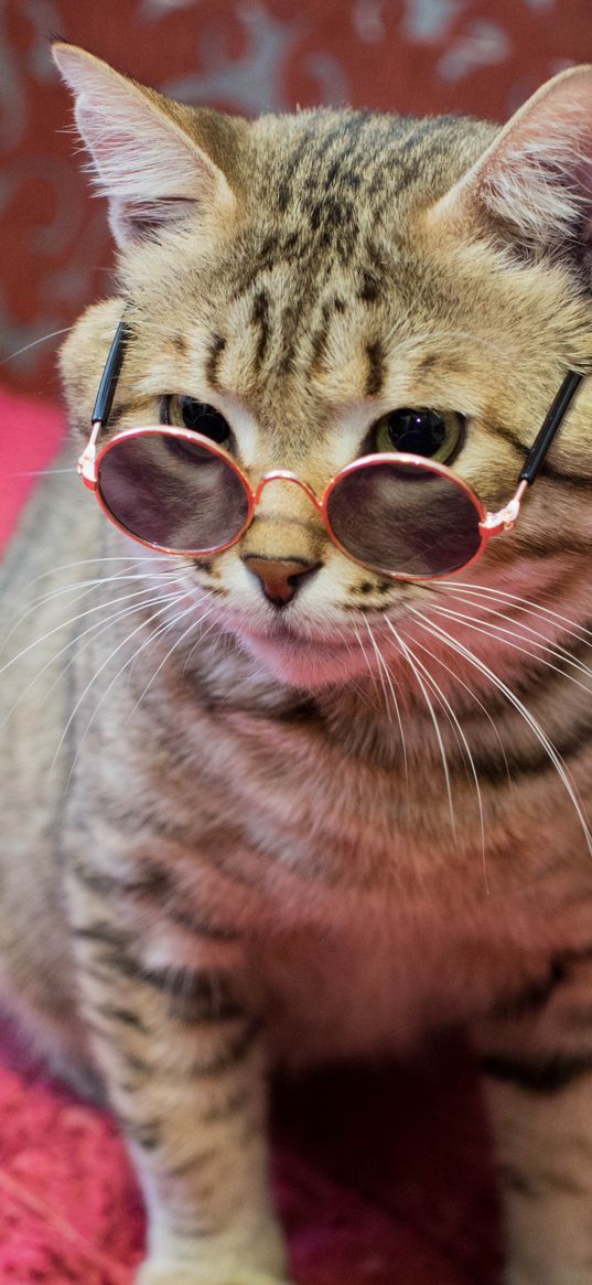 cat, glasses, pet, animals, funny, cute