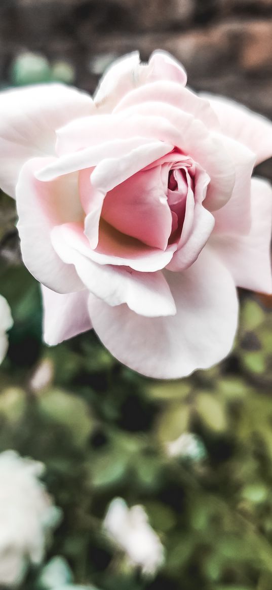 roses, white roses, flowers, plant, petals