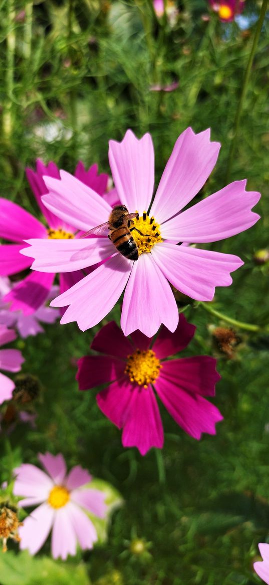 kosmeya, lilac flower, flowers, bee, plant, nature