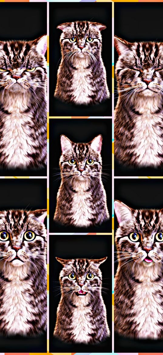 cat, animals, portrait, emotions, black background, collage