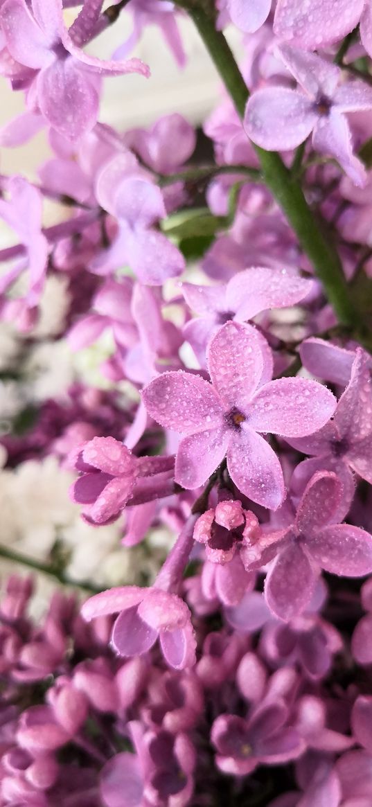 lilac, flowers, dew, drops, nature, spring