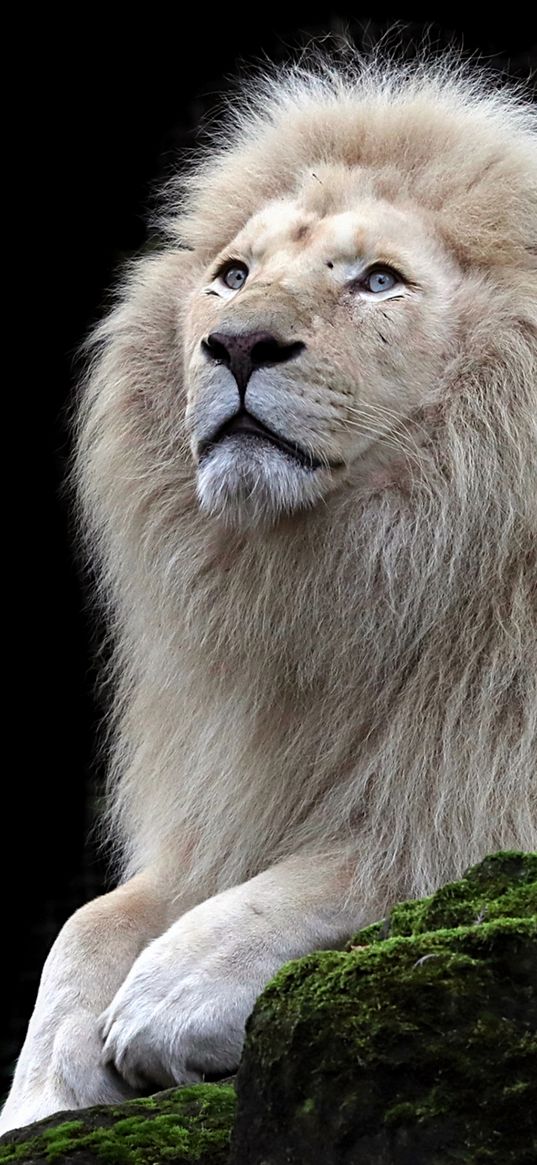 lion, albino, predator, big cat, moss