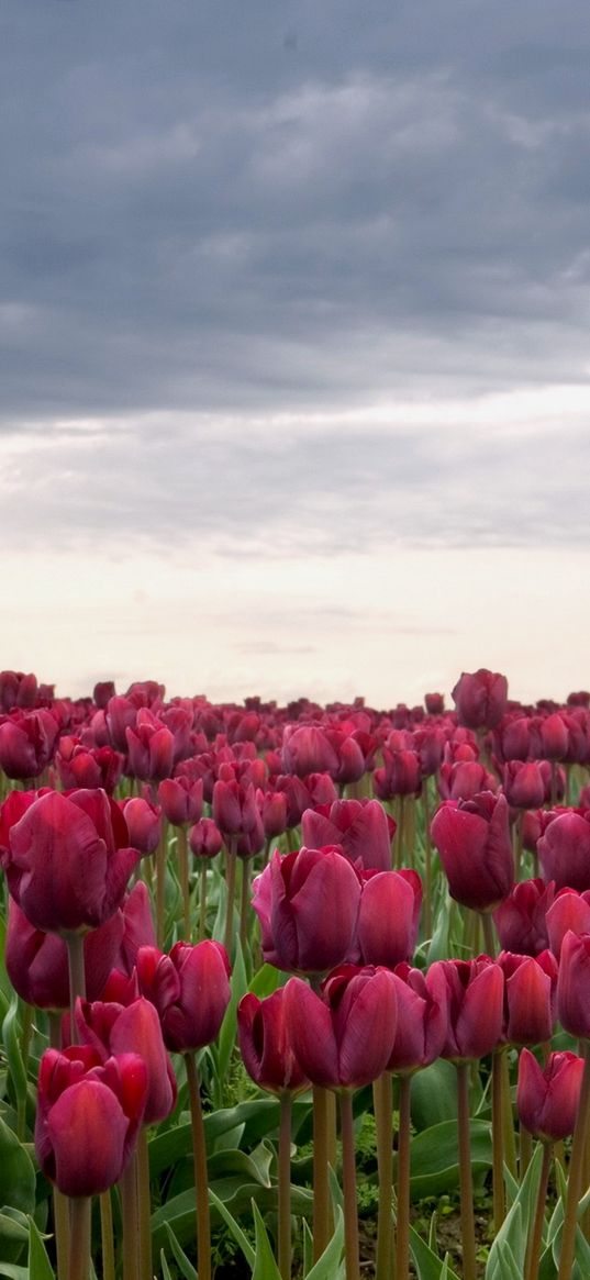 tulips, flowers, field, overcast, clouds