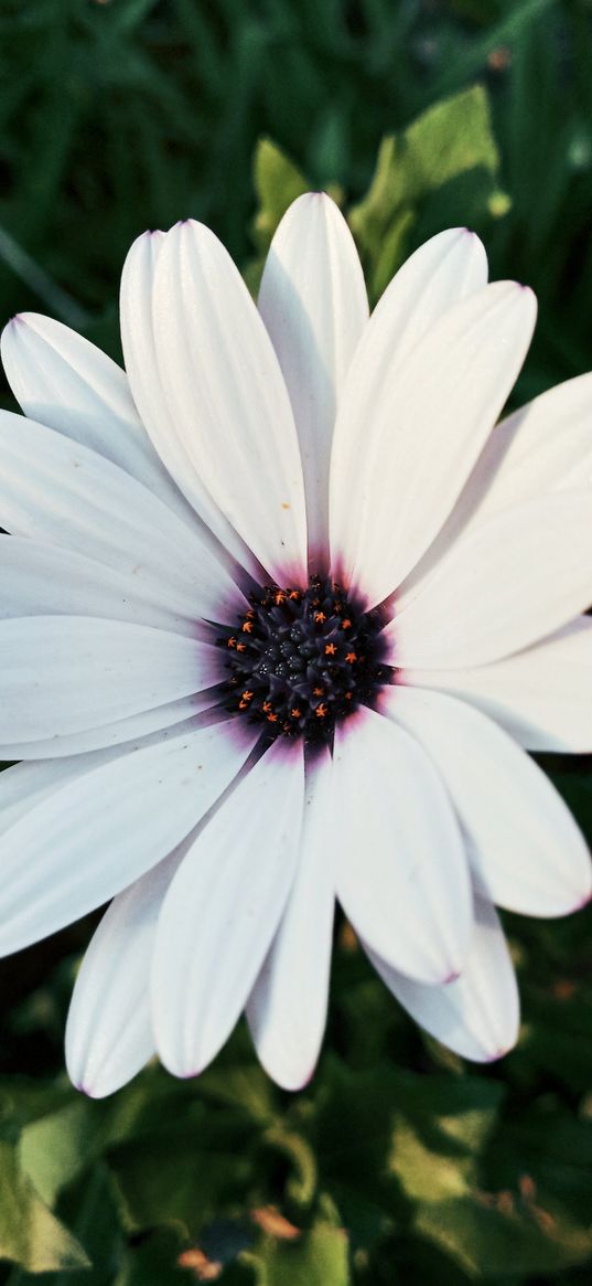 daisy, flower, plant, white