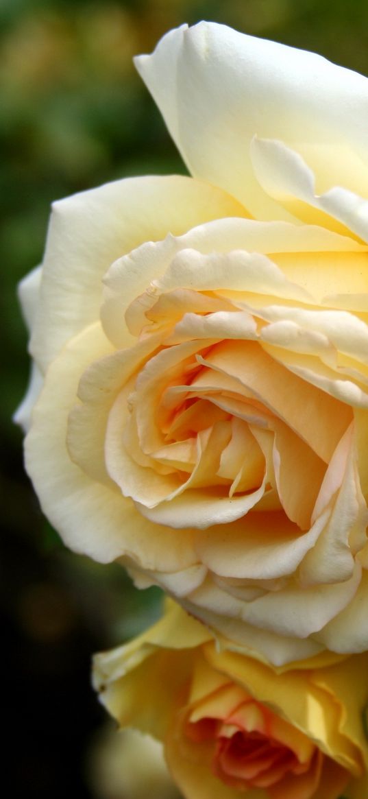 roses, flowers, close up, leaves