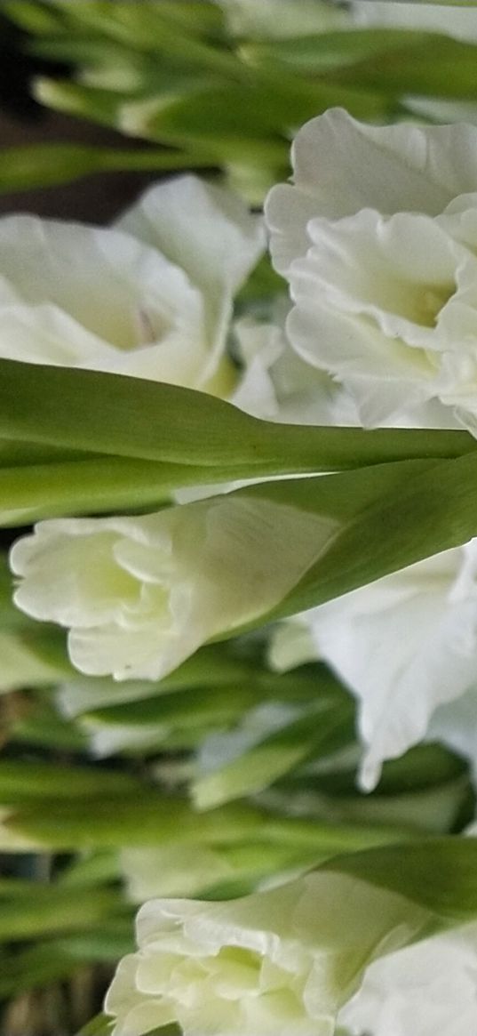 gladiolus, flowers, white