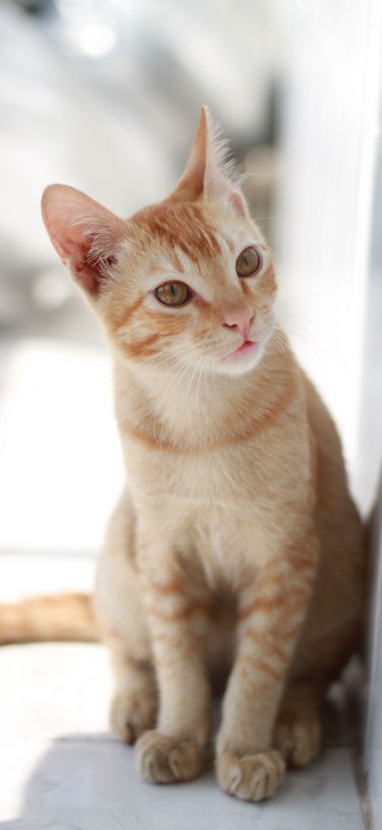 cat, light background, beige