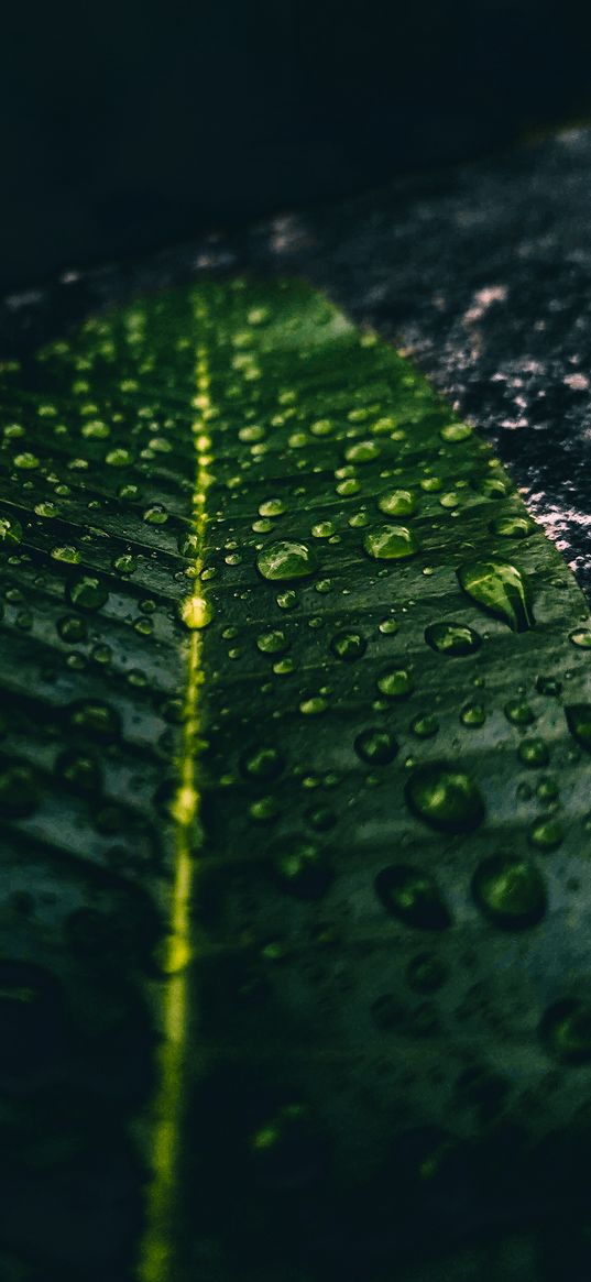 leaf, water, drop, green