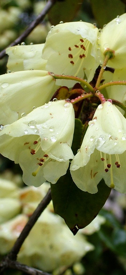 azaleas, drops, fresh