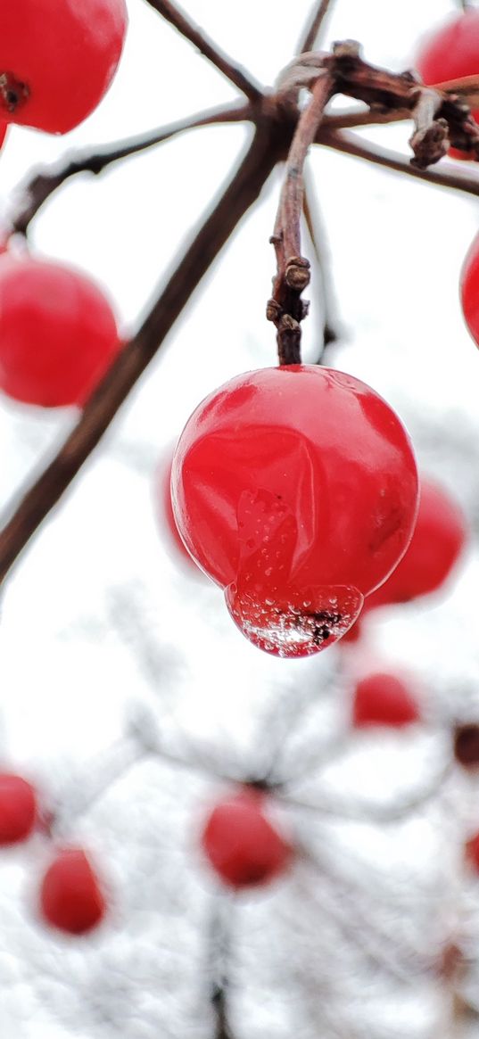 viburnum, berries, red berries, winter, branches