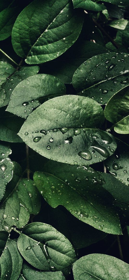 water, drop, green leaves