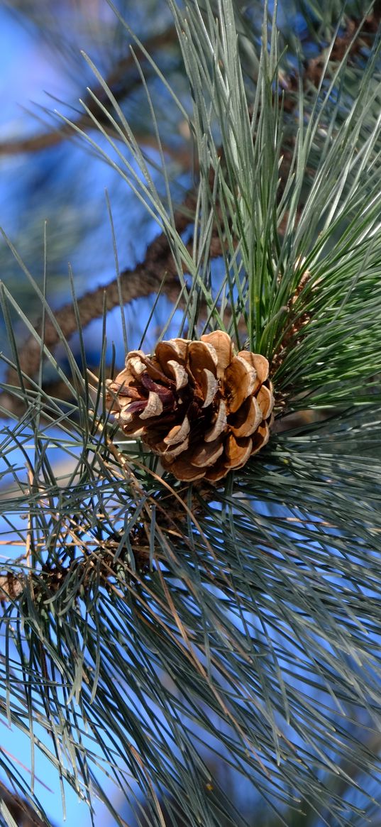 branches, needles, cone, macro